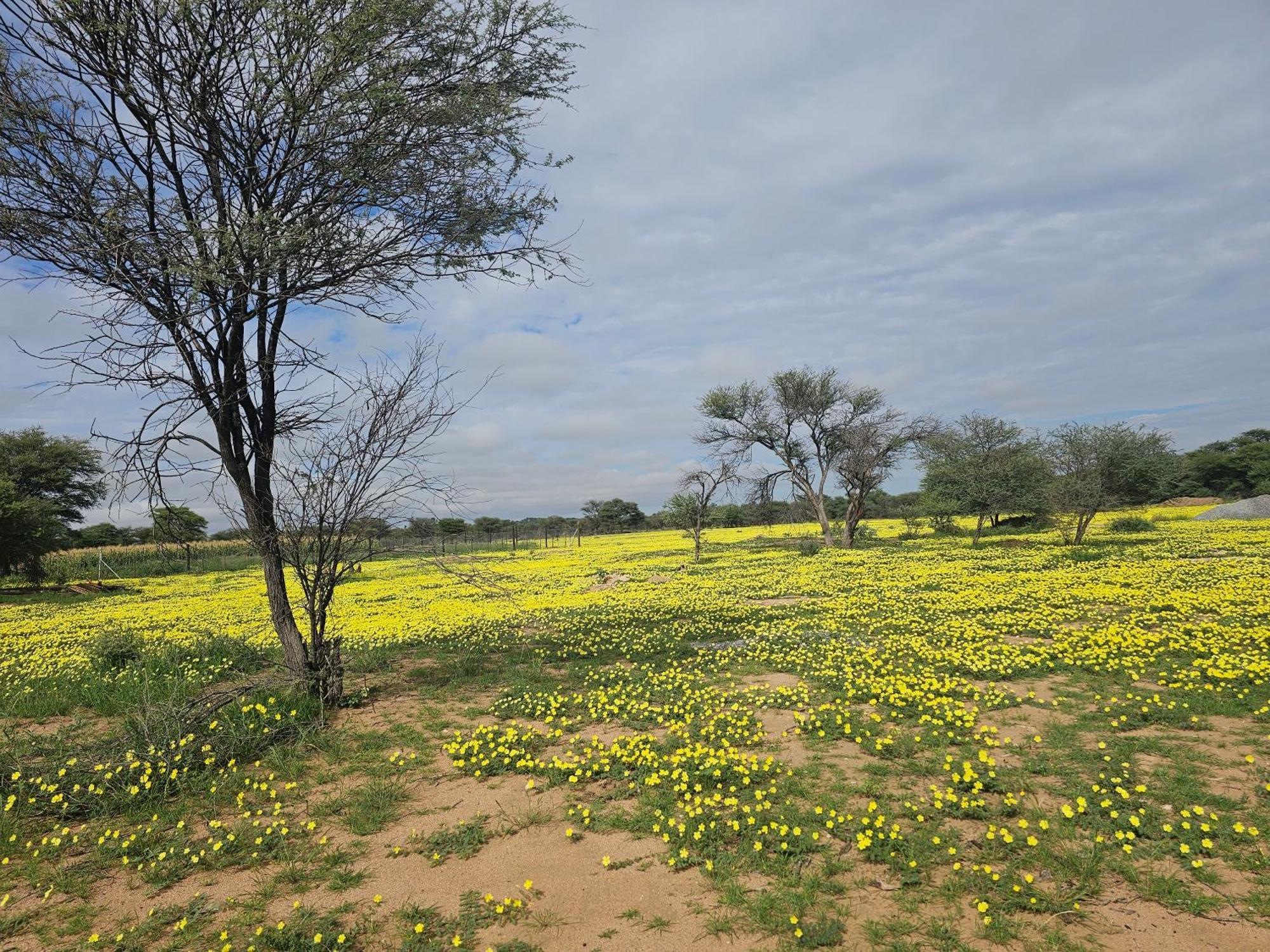 Kaoko Bush Lodge Kamanjab Buitenkant foto